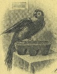 Parrot Silver and Copper Company